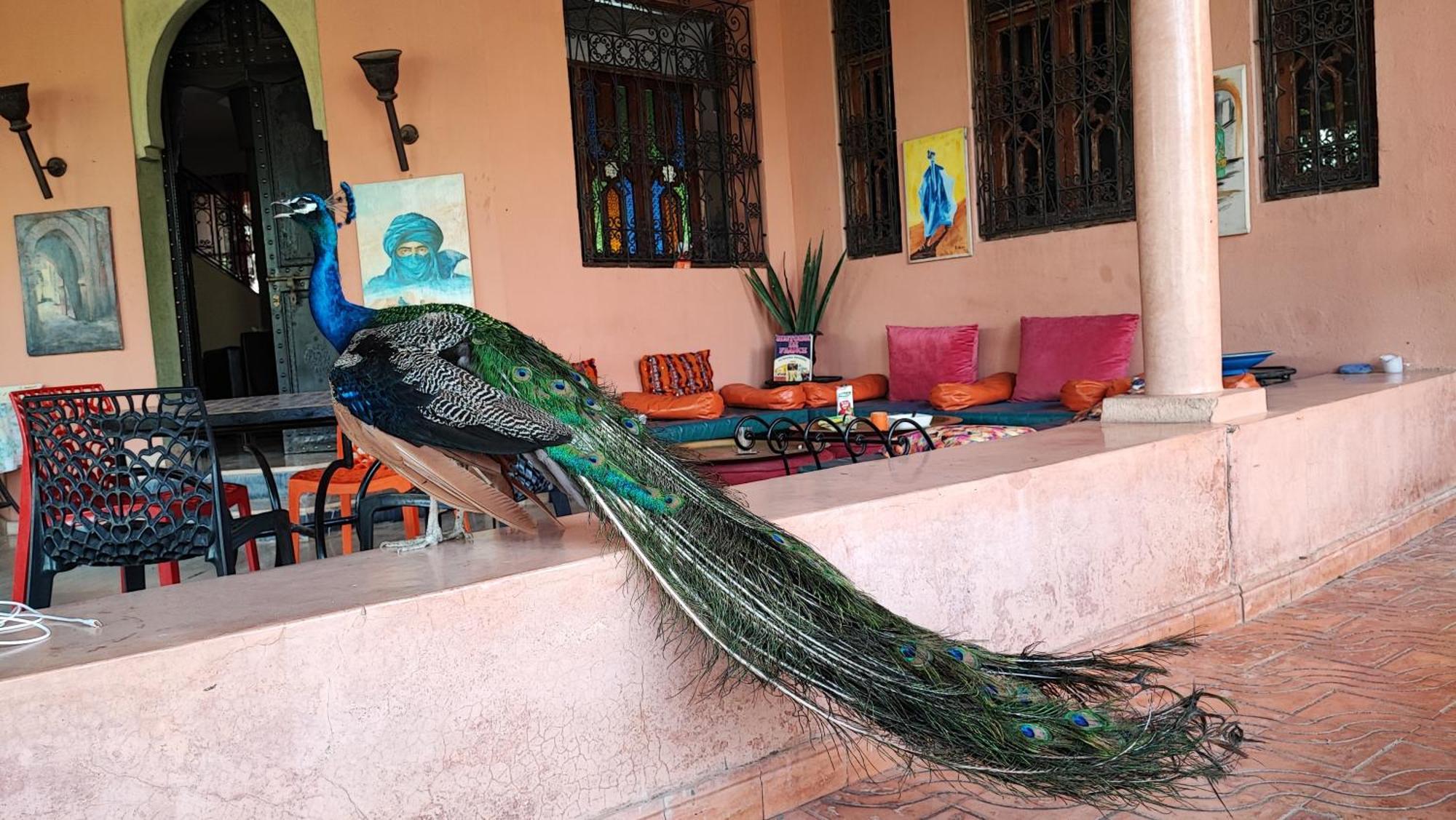 Las Palmeras Guest House Douar Caïd Layadi エクステリア 写真